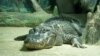 В Московском зоопарке умер 84-летний аллигатор Сатурн