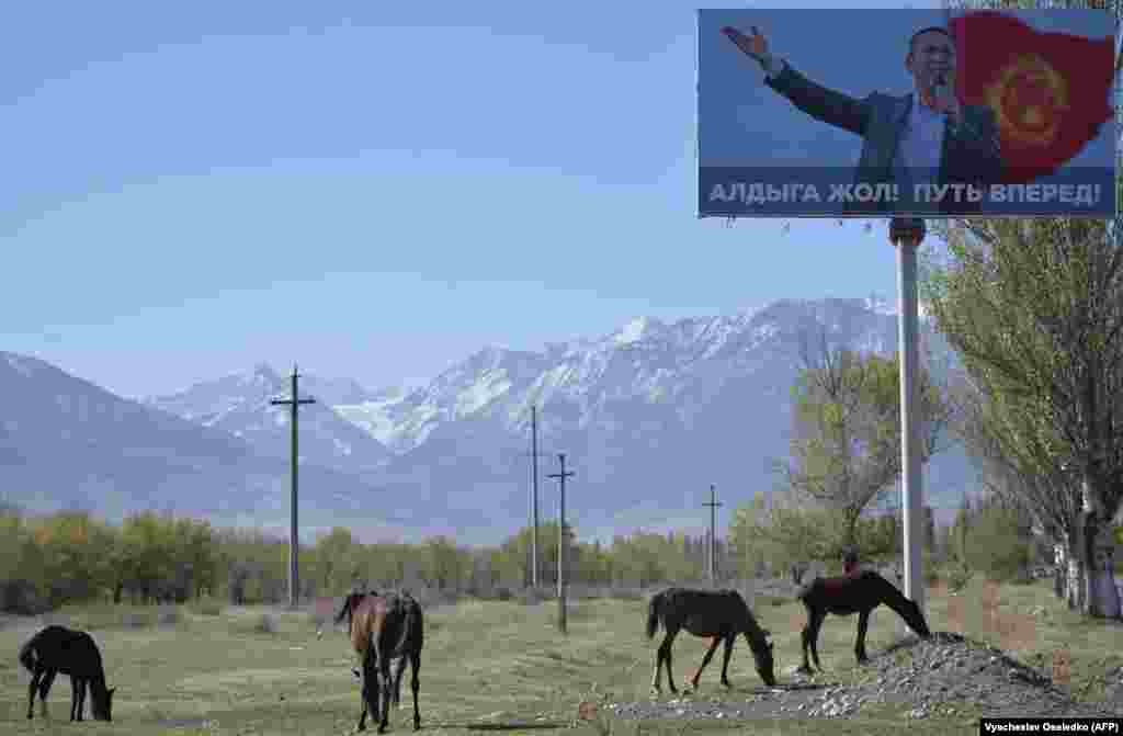 Horses graze in a field next to an election-campaign billboard for Kyrgyz opposition deputy and presidential candidate Omurbek Babanov in the village of Baytik, near the capital, Bishkek. (AFP/Vyacheslav Oseledko)