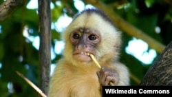 White-fronted capuchin (Cebus albifrons)