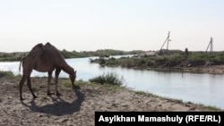 Верблюд у реки Куандария в Кызылординской области. 16 июля 2013 года.
