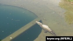 Ukraine, Crimea - crocodile, 25Jul2015