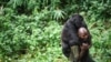 Вирунг улуттук паркынын көзөмөлчүсү Патри Карабаранга жетим горилланы ойнотуп жүрөт. Конго Демократиялык Республикасы. 2012-жыл.
