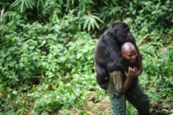 Патрик Карабаранга, один из немногих рейнджеров (егерей) в национальном парке Вирунга в ДРК, со своей ручной гориллой