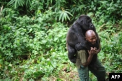 Патрик Карабаранга, один из немногих рейнджеров (егерей) в национальном парке Вирунга в ДРК, со своей ручной гориллой