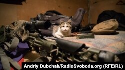 Дозволений для фотографування «.308» і все той же кіт на ім’я «Кіт»