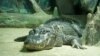 American alligators live for about 30-50 years in the wild.
