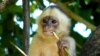 White-fronted capuchin (Cebus albifrons)