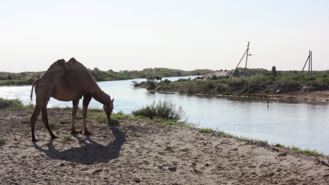Жақыннан жасалған бейне