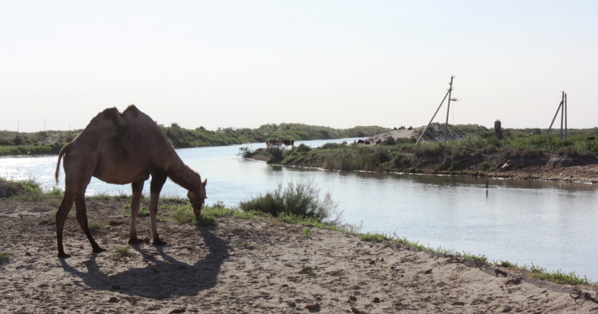 Онлайн секс ойындары Балапан ессіз анал деп айқайлайды