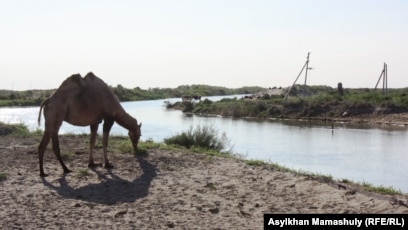 Ескі семіз жезөкшелердің суреттері