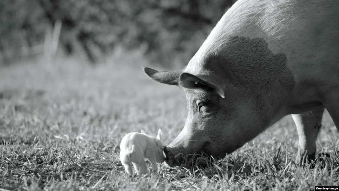 Свиньи и поросята плохо едят и не растут: что делать