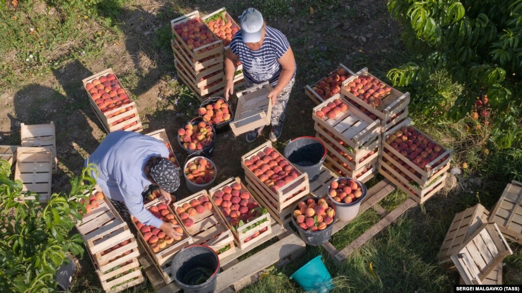 Сбор урожая персиков 10 июля в селе Железнодорожное, Бахчисарайский район