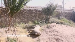 Таджикский кишлак объявил войну скульптуре козла