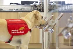 Pas po imenu Oluja (Storm) trenira se u ustanovi za obuku medicinskih pasa, okolina Londona
