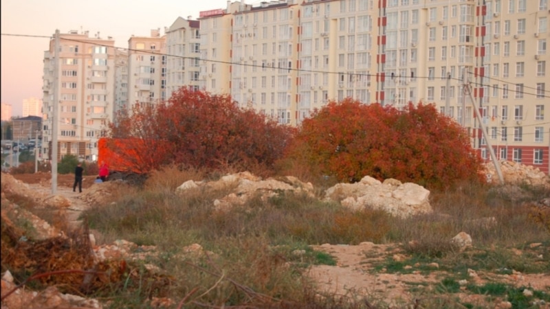 В Севастополе вырубают деревья в фисташковой роще – власти