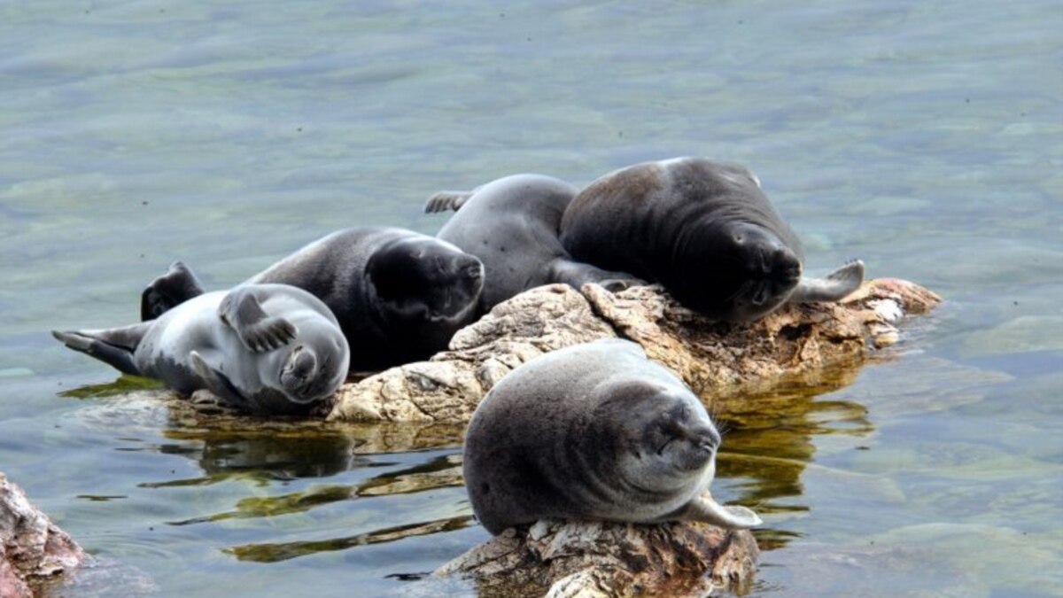 На Байкале нерп впервые пометят радиомаяками