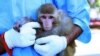 Doubts Mount Over Iran's Space Monkey Claim (UPDATED)