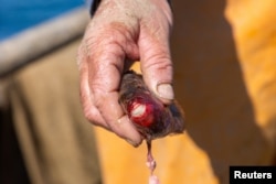 Ribar drži ribu papigaču ulovljenu u vodama pored ostrva Molunat, Hrvatska, mart 2024.