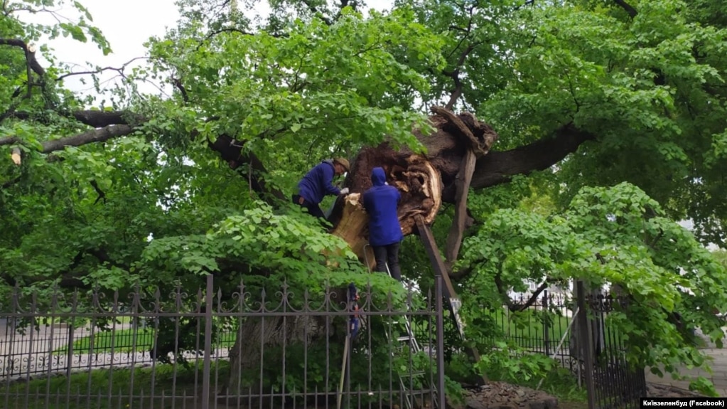 400-річна липи Петра Могили є пам’яткою природи