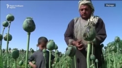 Голем профит од афионот во Авганистан