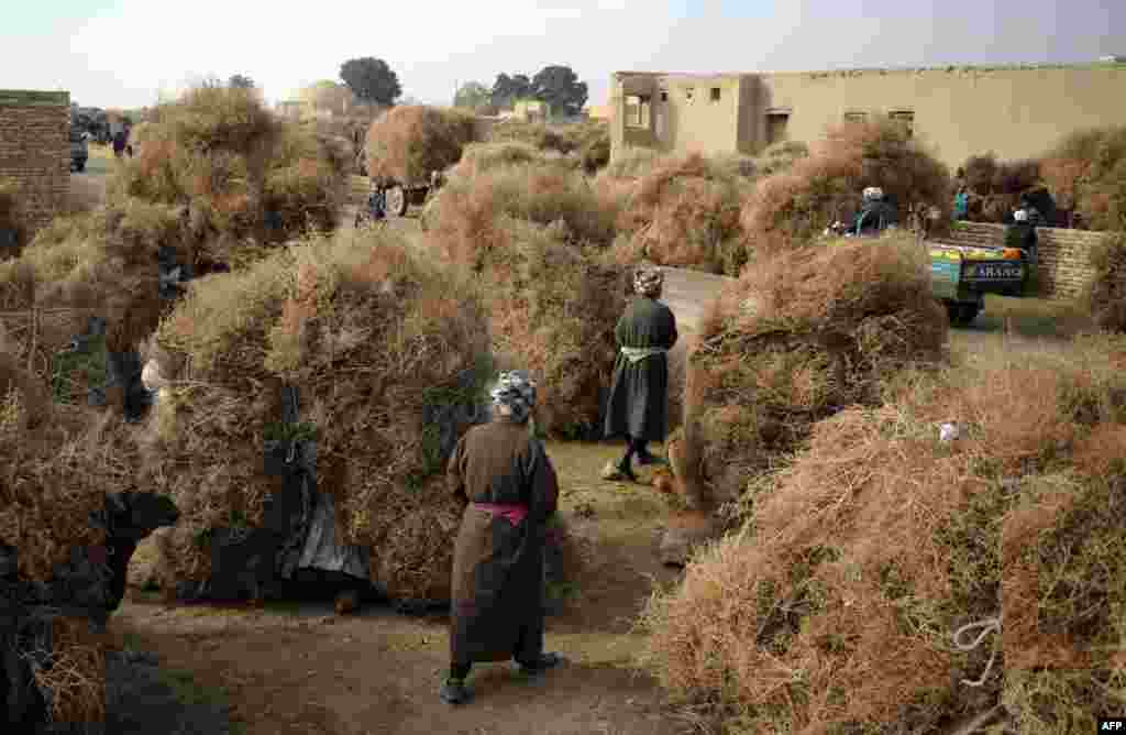 Afghan residents walk past camels resting after transporting brushwood in the outskirts of Mazar-e Sharif. (AFP/Farshad Usyan)