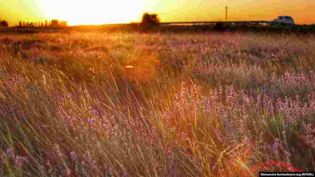 Захід сонця на тлі лавандового поля біля села Лєкарствєнноє Сімферопольського району