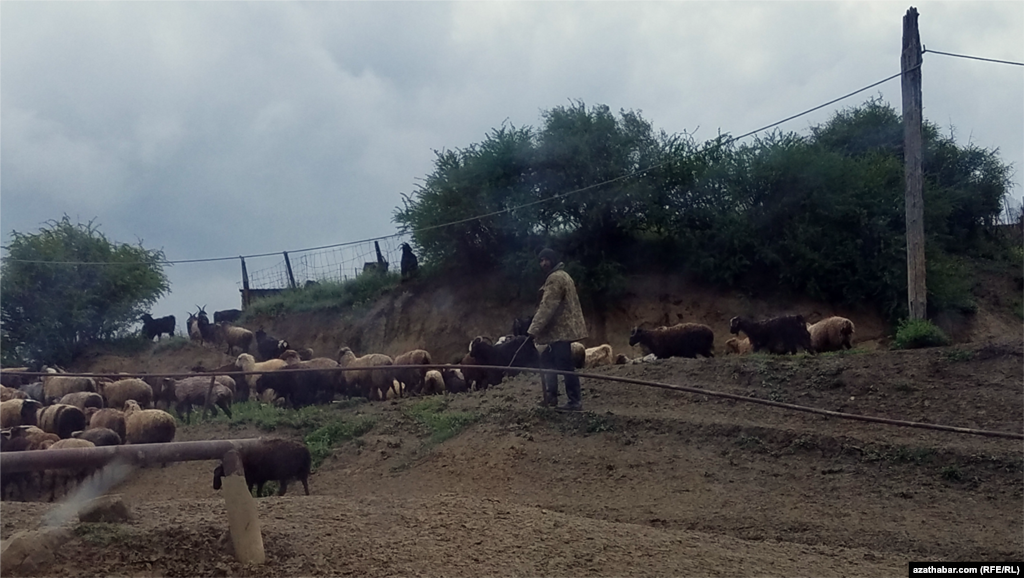 Пастух, пасущий скот. Махтымгулы (Гаррыгала),&nbsp;май 2022 г.&nbsp;