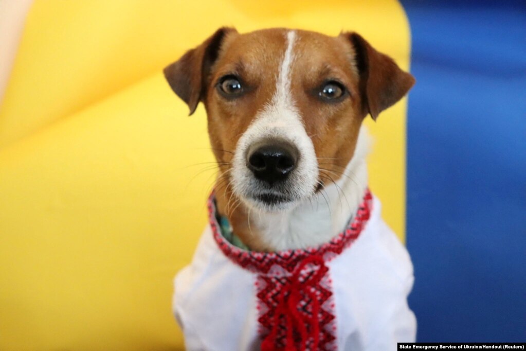 Patron, një qen zbulues minash i Shërbimeve të Emergjencës së Ukrainas pozon i veshur me vyshyvanka. Qeni i rracës Jack Russell terrier, emri i të cilit përkthehet në “plumb” në gjuhën ukrainase, lokalizon minat tokësore të pashpërthyera dhe është bërë simbol i rezistencës ukrainase.