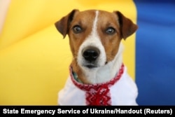 Patron, a bomb-sniffing dog for the State Emergency Service of Ukraine, poses dressed in a vyshyvanka. The Jack Russell terrier, whose name means "bullet" in Ukrainian, locates unexploded land mines and has become a symbol of Ukrainian resistance.