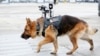 An explosives-sniffing dog named Dino prepares to check a Romanian Army stand during the first day of the Black Sea Defense &amp; Aerospace Exhibition 2022 in Bucharest.