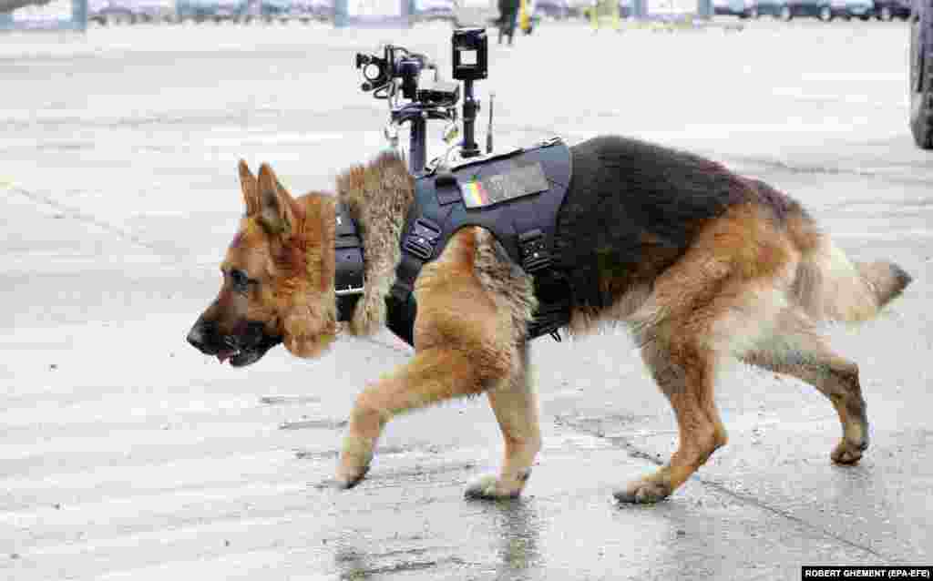 An explosives-sniffing dog named Dino prepares to check a Romanian Army stand during the first day of the Black Sea Defense &amp; Aerospace Exhibition 2022 in Bucharest.