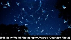 Ulduzlarla rəqs. Macarıstan