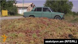 Armenia -- Grapes dumped on a roadside in Kaghtsrashen village, 6Oct2015