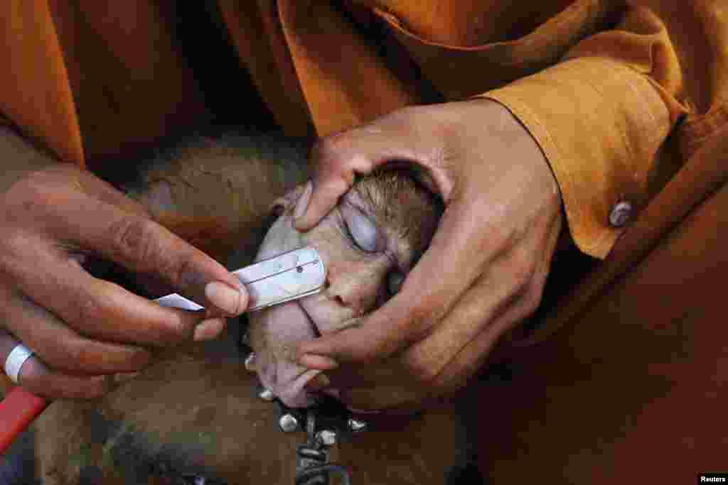 A Pakistani man shaves a monkey before taking it to perform tricks for money on the streets of Lahore. (Reuters/Mohsin Raza)
