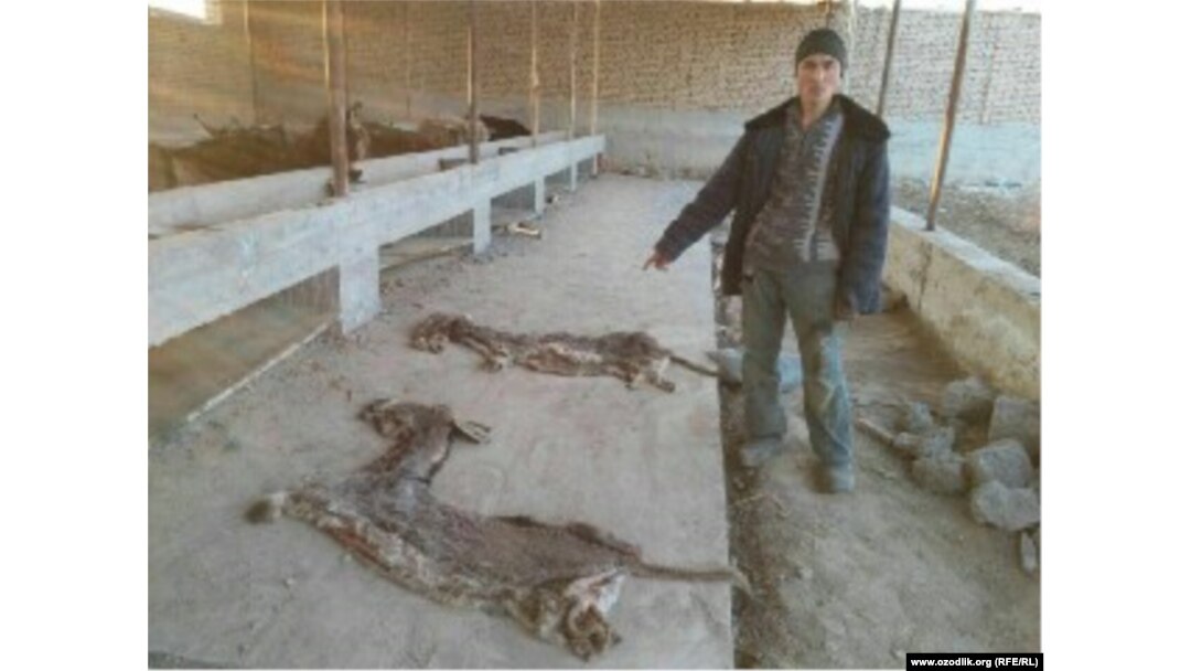 Porno film Norvegiya