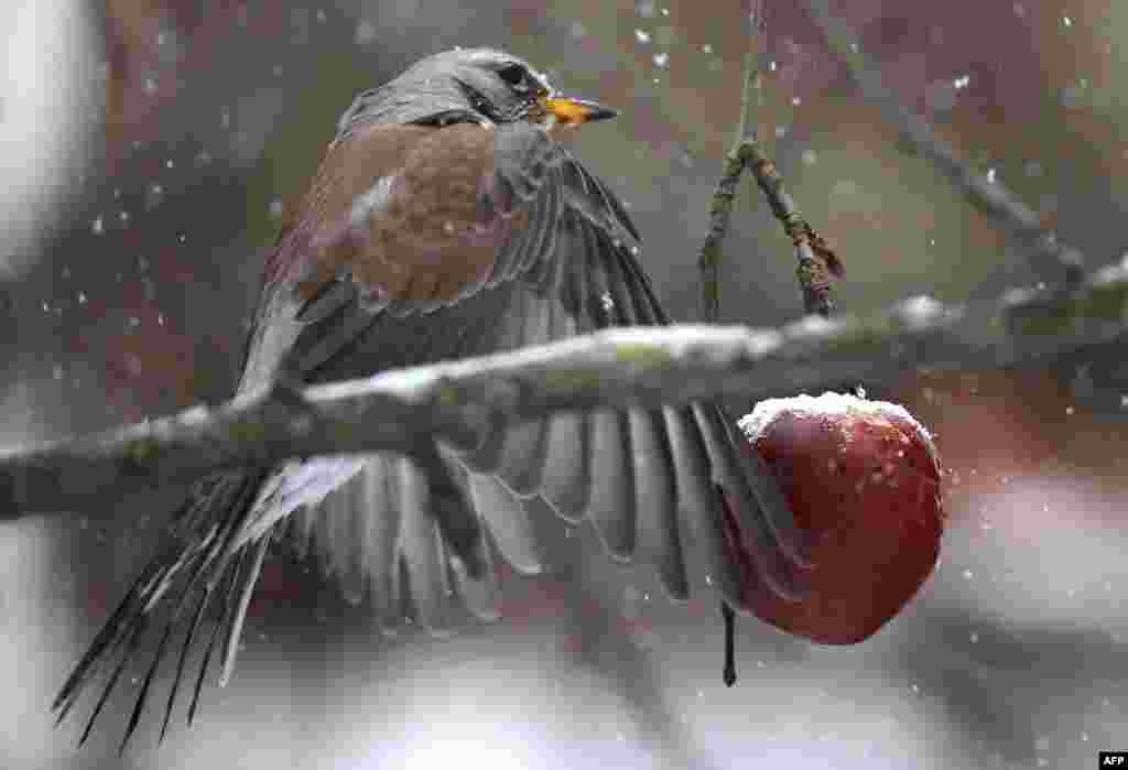 A sparrow enjoys an apple in Kaufbeuren in southern Germany. (AFP/Karl-Josef Hildenbrand)