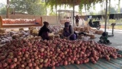 Имсол барои анорзорзҳои туркмантаборони Дӯстӣ соли серҳосил шудааст
