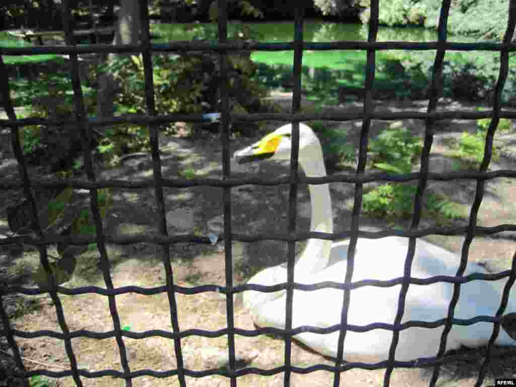 Zoopark "əhli" və yay istiləri #20