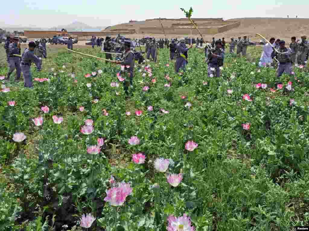 Oficerë të policisë shkatërrojnë plantacione me opium në Afganistan...