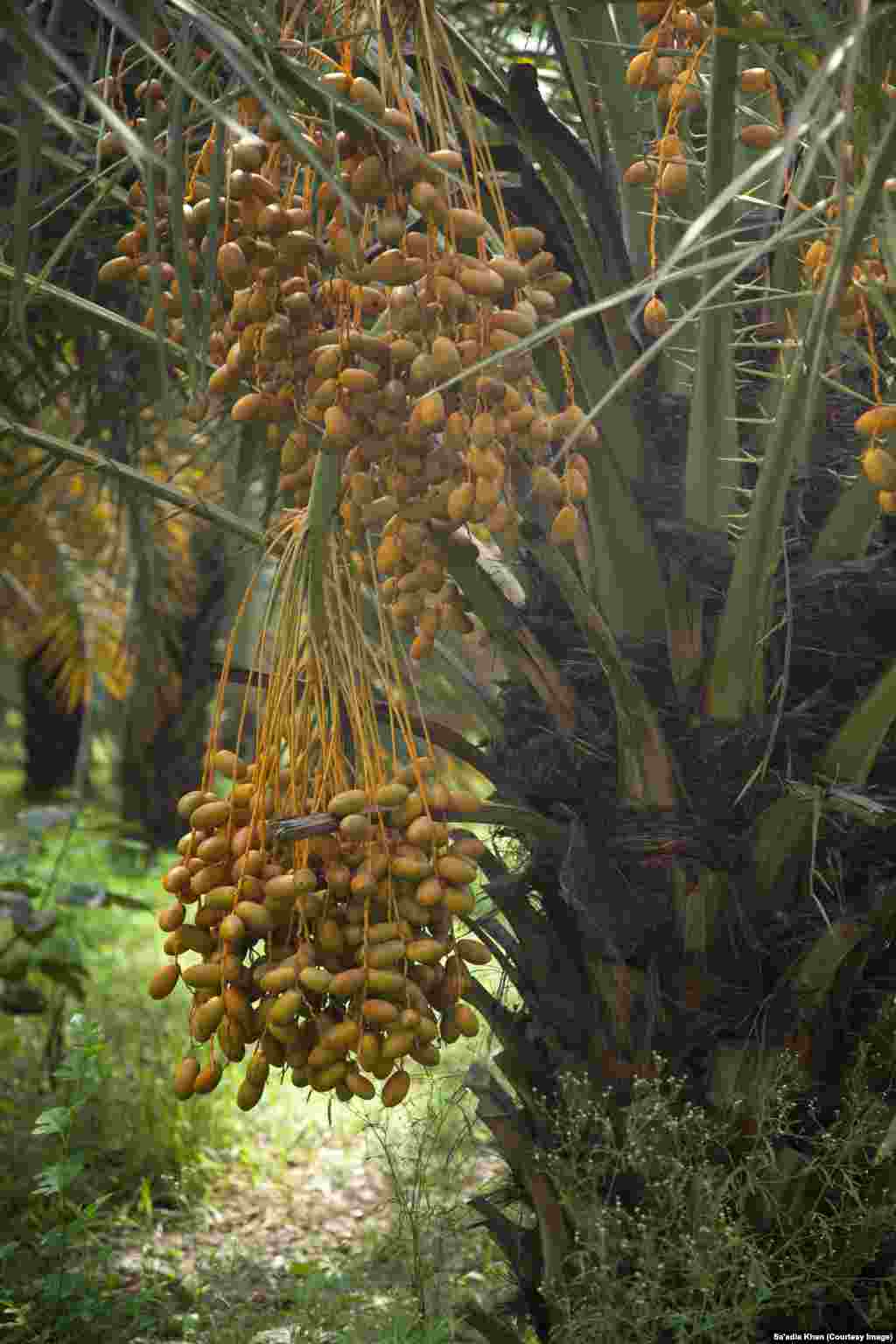 A date tree at a plantation that has reached its peak for bearing fruit.