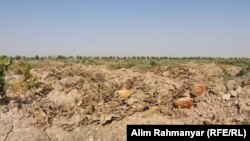 حاصلات خربوزه در شهر شبرغان که در اثر گرمی هوا و آفات نباتی از بین رفته است. August 10 2019