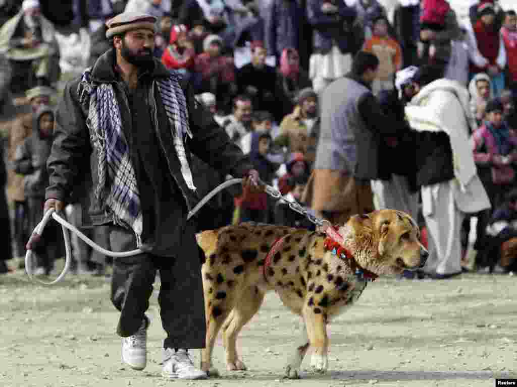 An owner waits with his dog, painted with spots, before a traditional dog fighting competition in Kabul on February 18. Photo by Omar Sobhani for Reuters