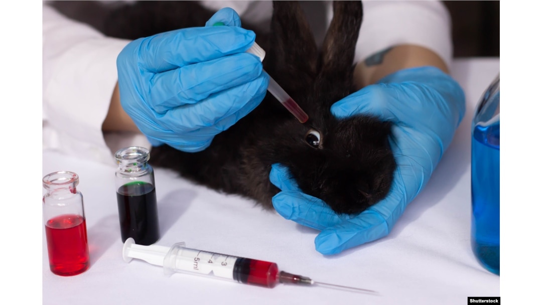 Почему тесты лекарств на животных не дают надежных результатов: исследователи разъясняют причины