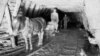 Использование коней (коногон) в шахте рудника