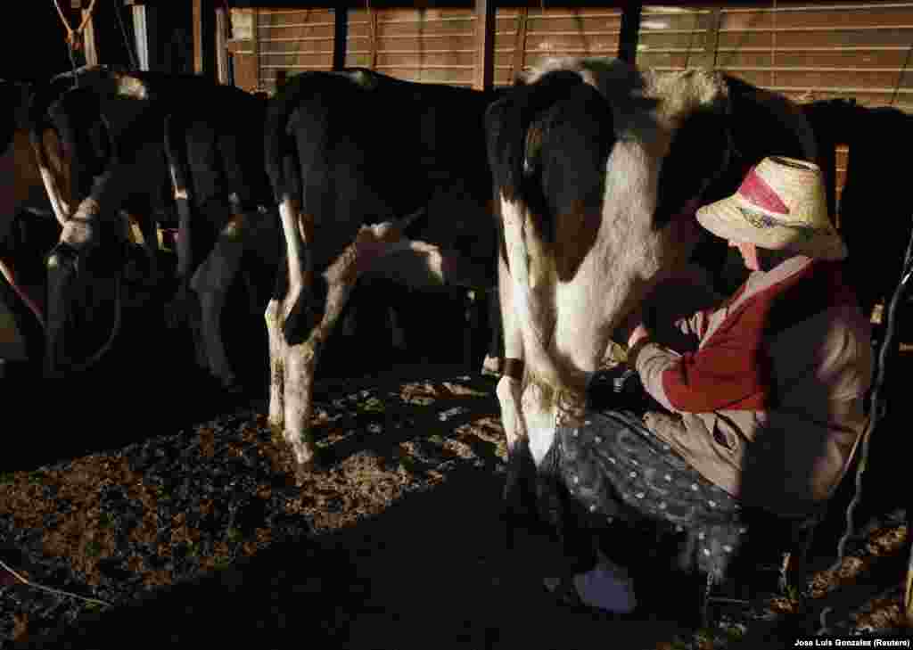 Egy mennonita nő feji a tehenet