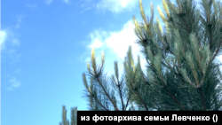 Сосна крымская на участке семьи Левченко, июнь 2026 года