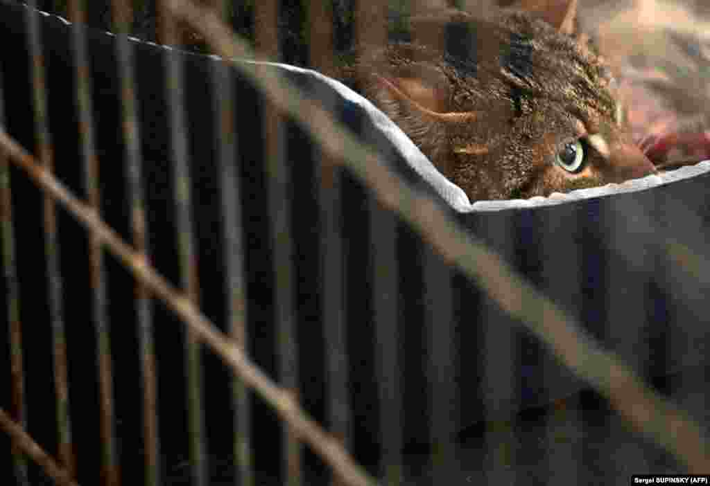 A hároméves cica, Murzik Bucsából került az átmeneti állatmenhelyre. Gazdája meghalt
