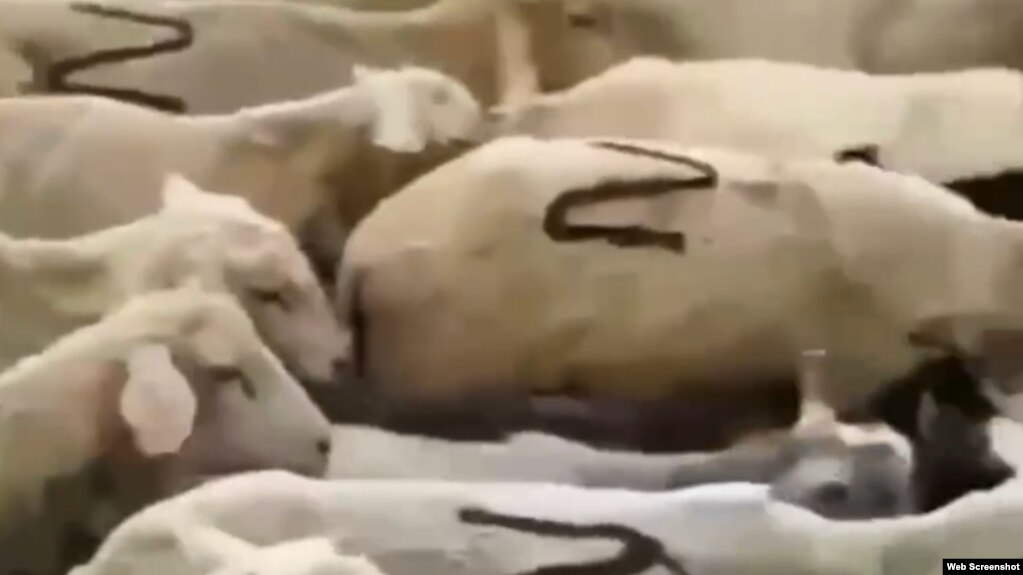 Скріншот з відео, яке опублікувало дагестанське міністерство сільського господарства і продовольства