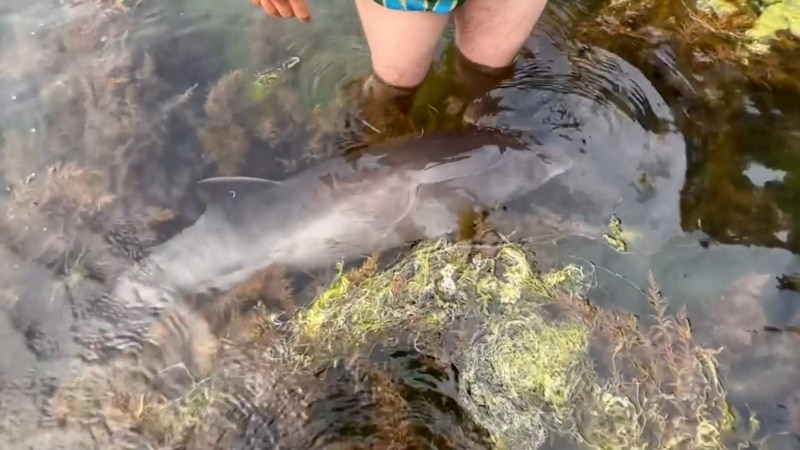 კრასნოდარის ოლქის სანაპიროზე ერთ კვირაში 100-ზე მეტი მკვდარი დელფინი გამოირიყა