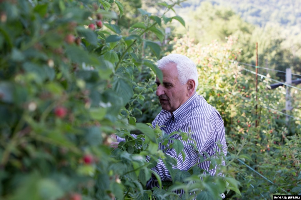 Pensionisti Bajro Alija ndihmon fqinjin e tij që të vjelë mjedrat.